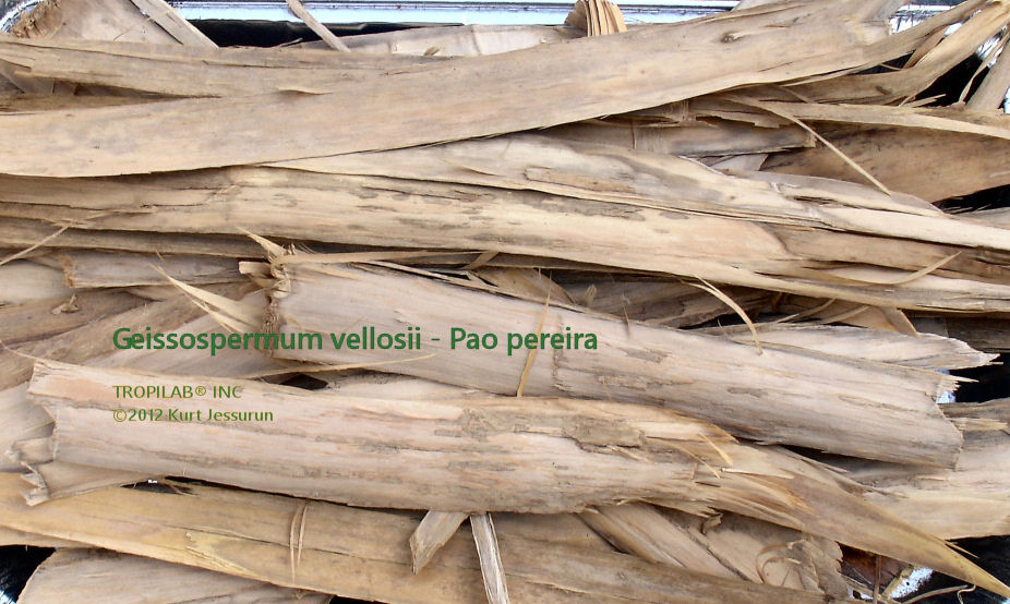 Geissospermum vellosii-Pao pereira bark - Tropilab. Amazon rainforest tree with medicinal properties, working against difficult
 cancers, such as pancreas, liver and brain cancer.